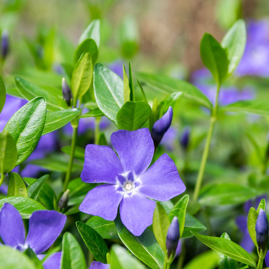 Vinca minor - Brusela