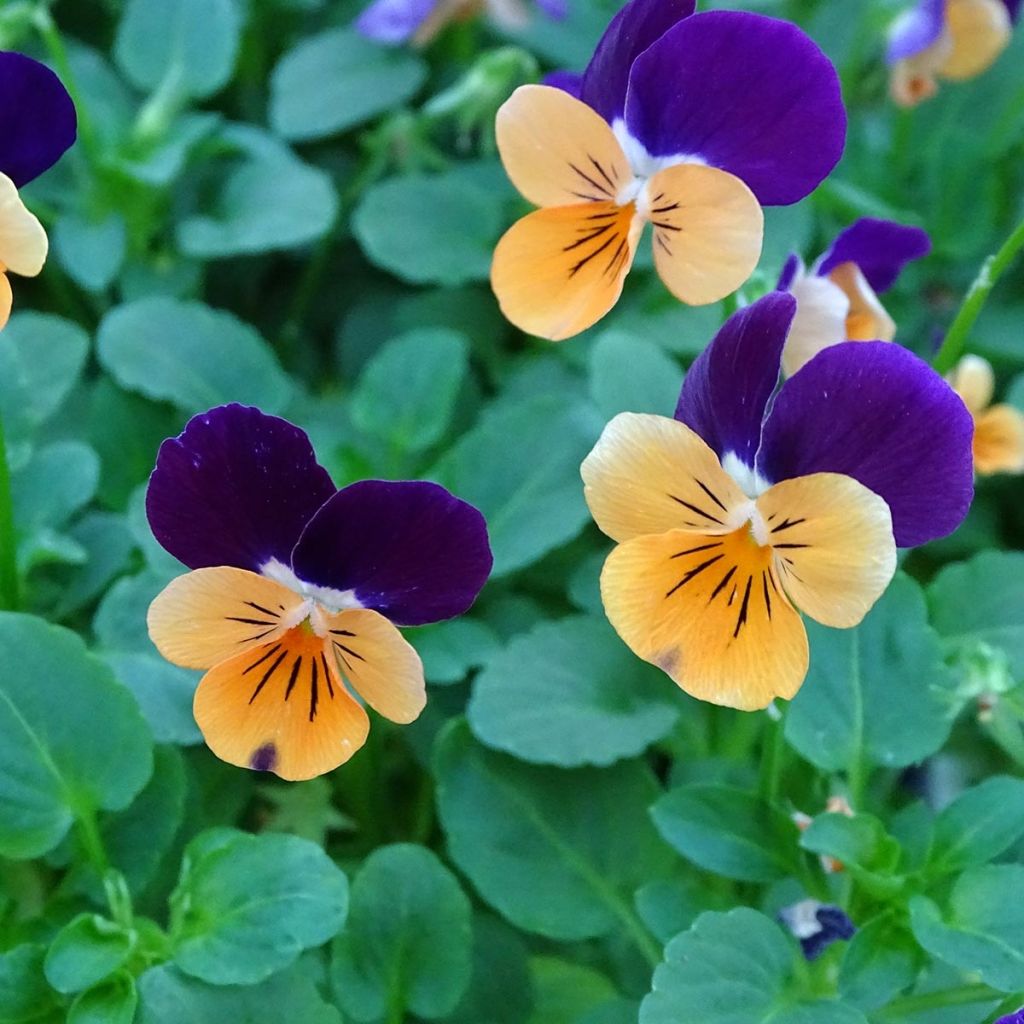 Viola cornuta Butterfly Orange and Purple - Violeta