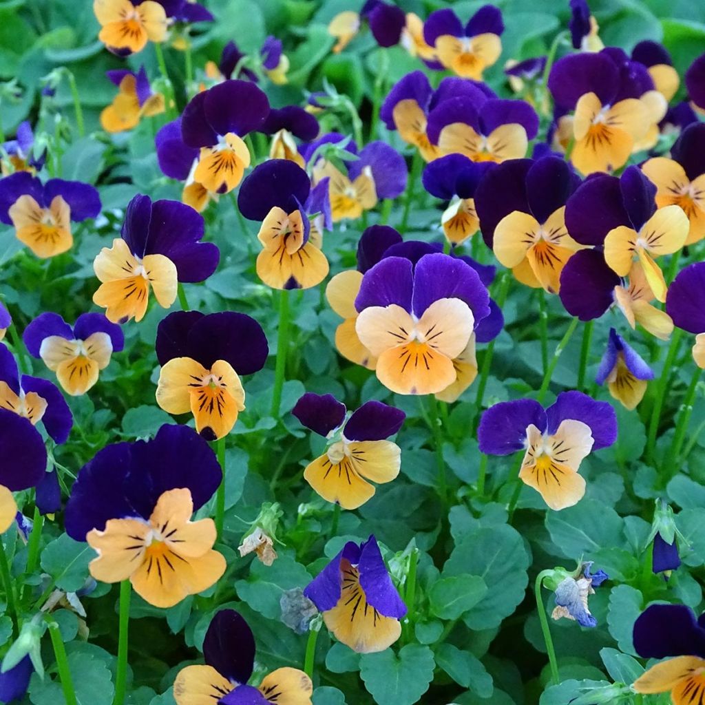 Viola cornuta Butterfly Orange and Purple - Violeta