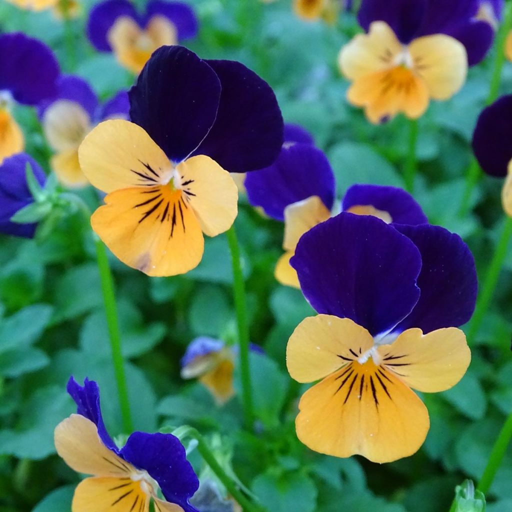 Viola cornuta Butterfly Orange and Purple - Violeta
