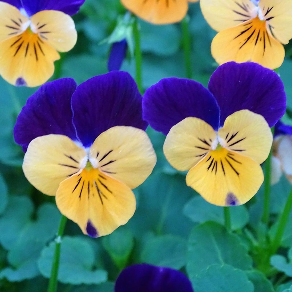 Viola cornuta Butterfly Orange and Purple - Violeta