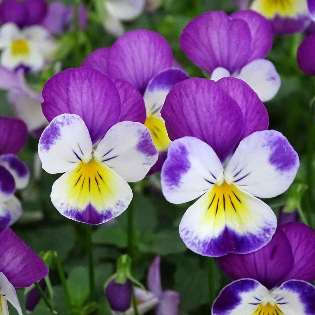 Viola cornuta Butterfly Rose White Face - Violeta