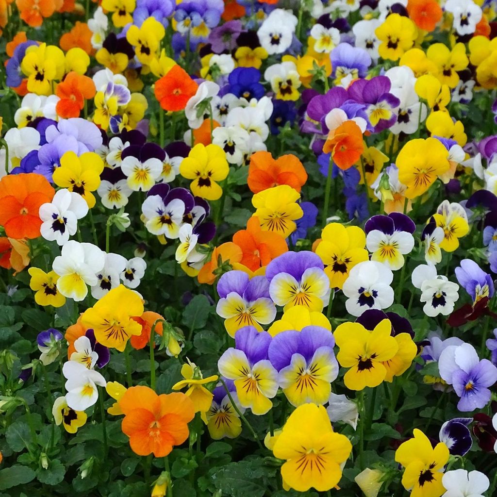 Viola cornuta Butterfly Mix - Violeta