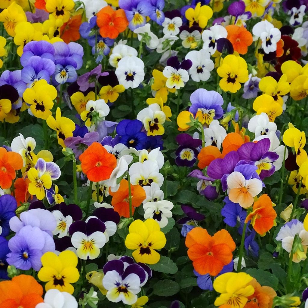 Viola cornuta Butterfly Mix - Violeta