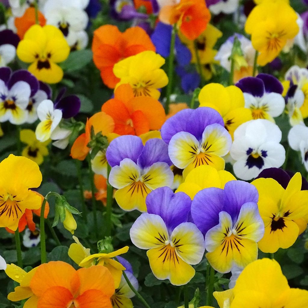 Viola cornuta Butterfly Mix - Violeta