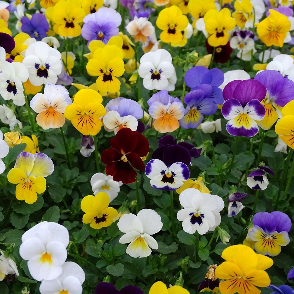 Viola cornuta Butterfly Mix - Violeta