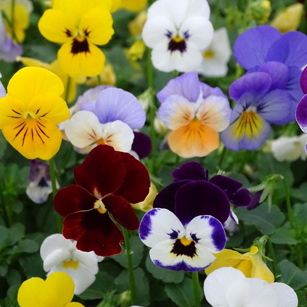 Viola cornuta Butterfly Mix - Violeta