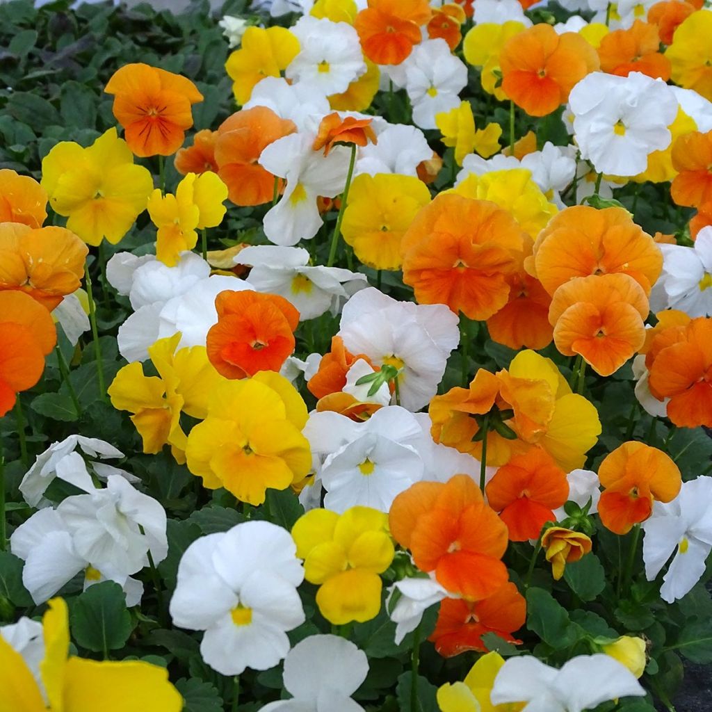 Viola cornuta F1 Prim Up Citrus Mix - Violeta