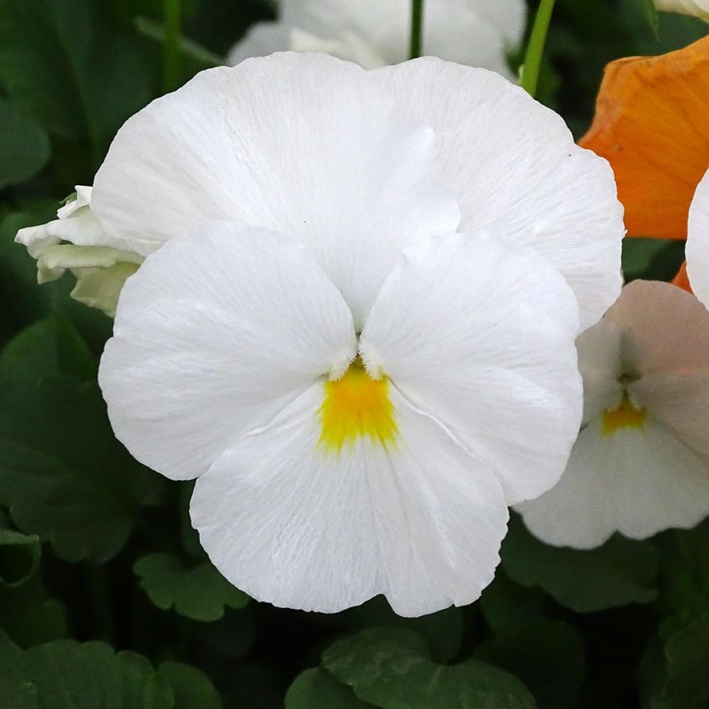 Viola cornuta F1 Prim Up Citrus Mix - Violeta