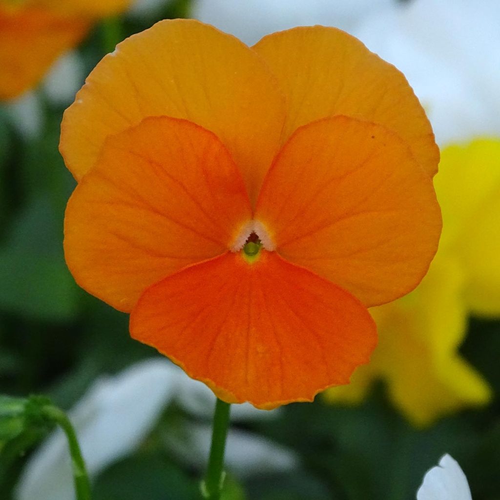Viola cornuta F1 Prim Up Citrus Mix - Violeta
