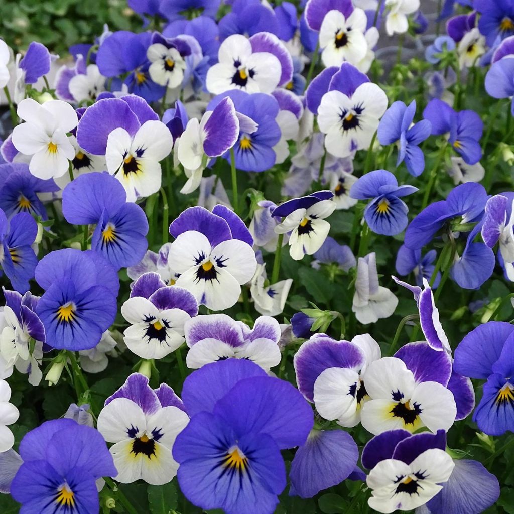 Viola cornuta Sorbet XP Blueberry Sundae - Violeta