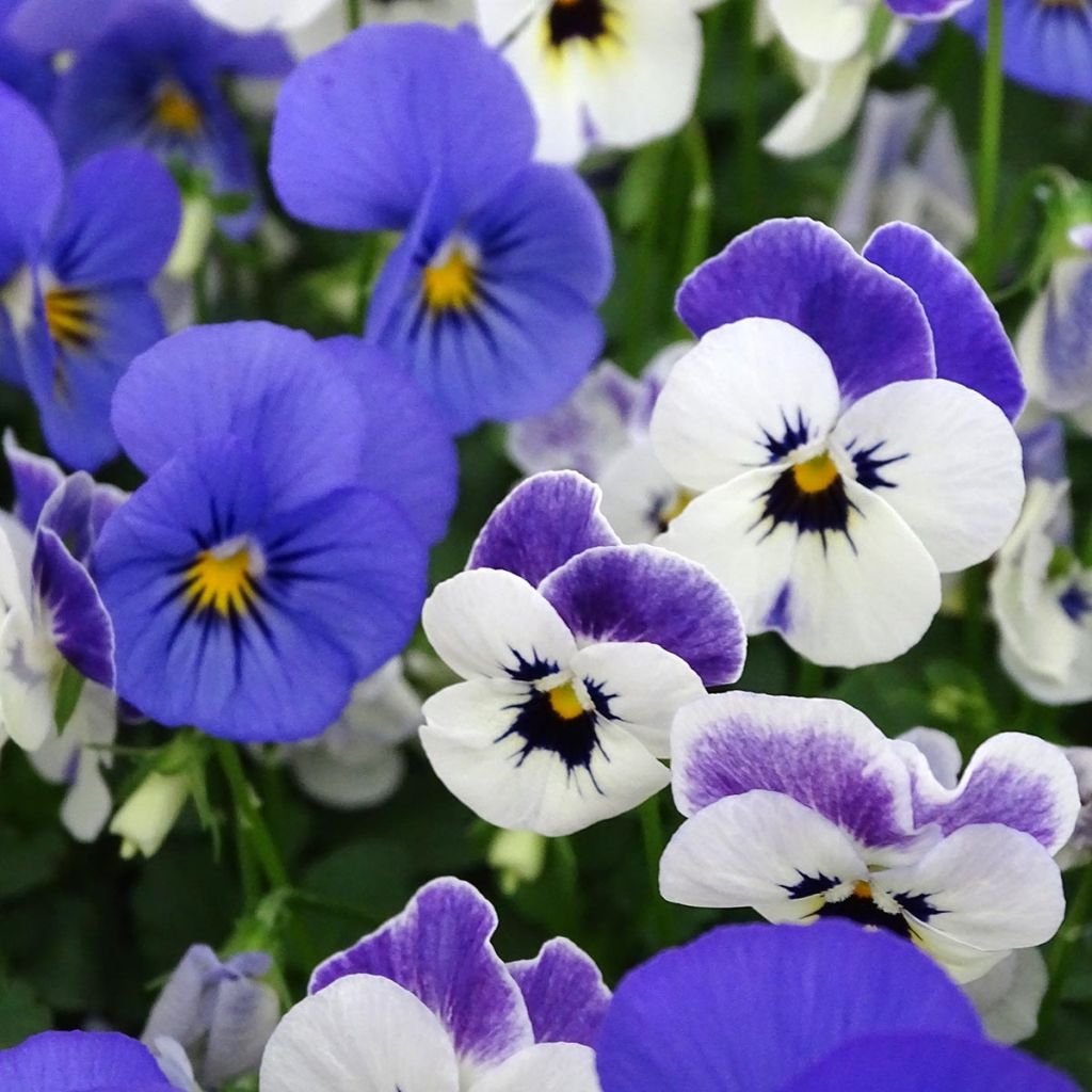 Viola cornuta Sorbet XP Blueberry Sundae - Violeta