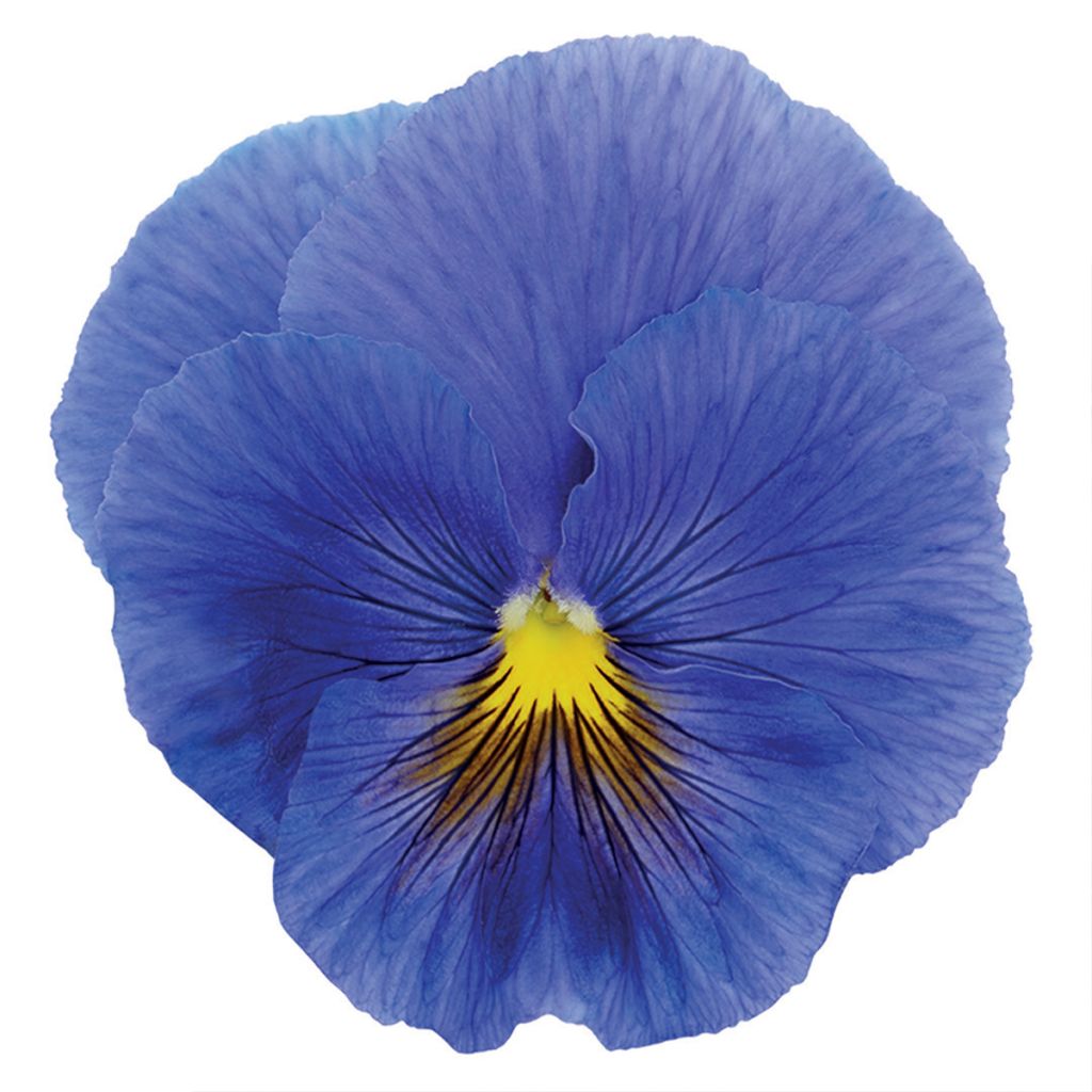 Viola True Blue - Violeta