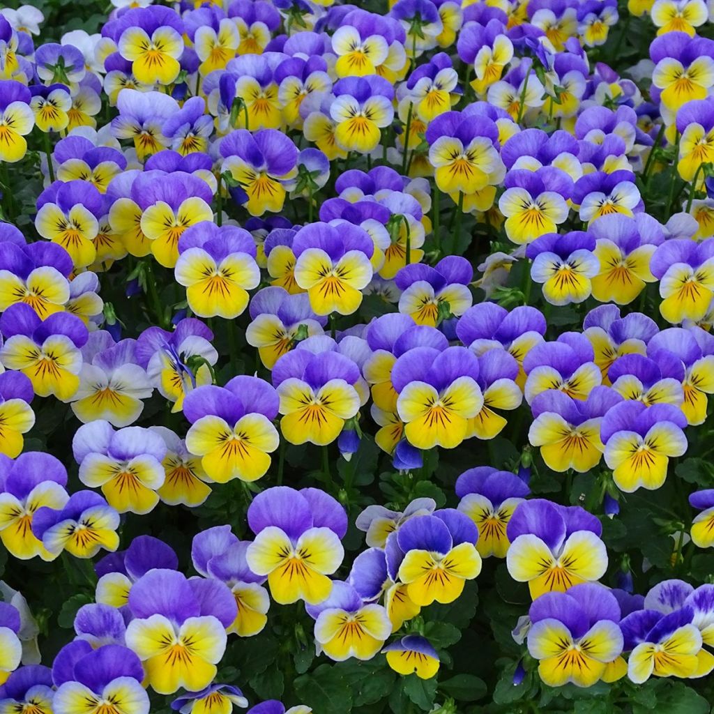 Viola cornuta F1 Kitty Surprise - Violeta