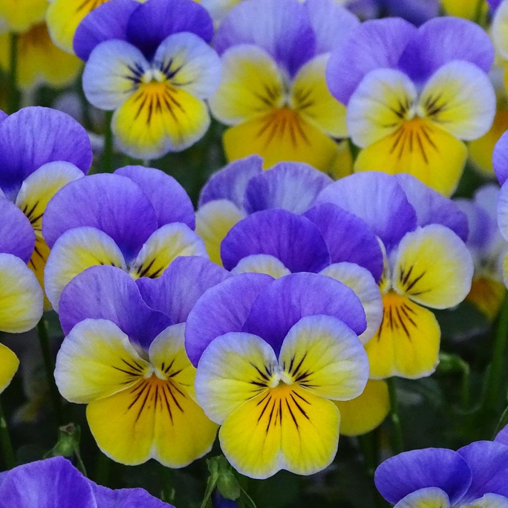 Viola cornuta F1 Kitty Surprise - Violeta