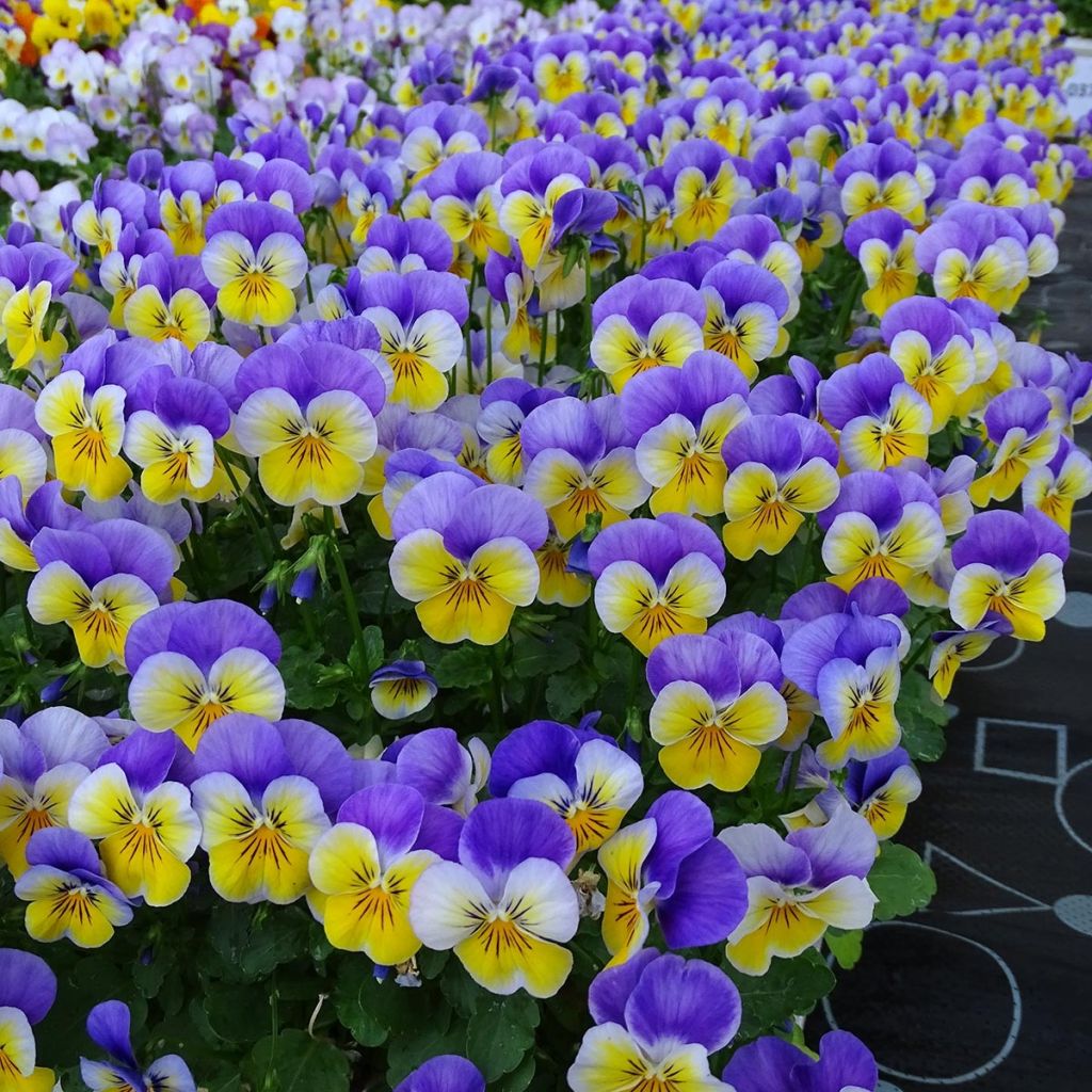 Viola cornuta F1 Kitty Surprise - Violeta