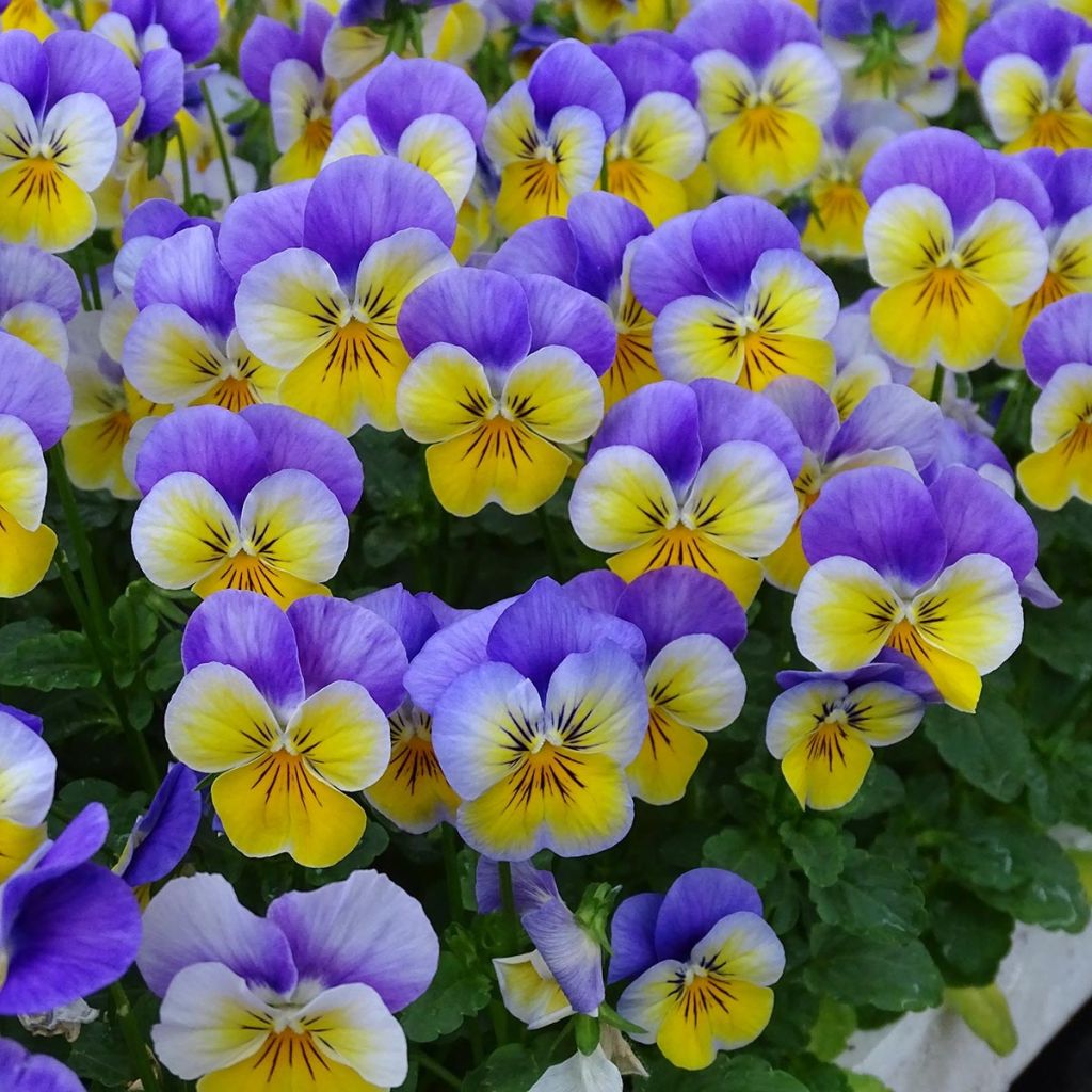 Viola cornuta F1 Kitty Surprise - Violeta