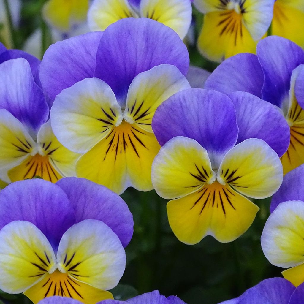 Viola cornuta F1 Kitty Surprise - Violeta
