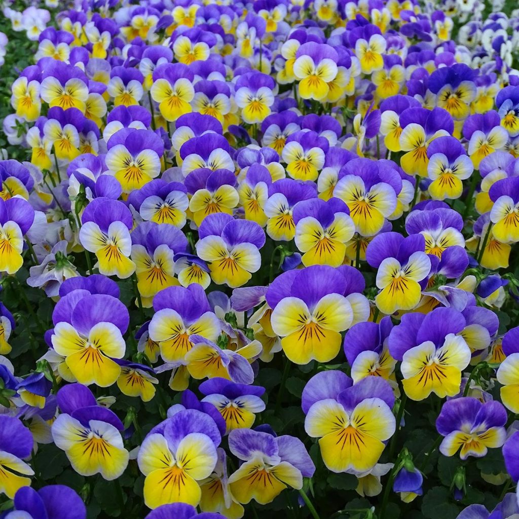 Viola cornuta F1 Kitty Surprise - Violeta