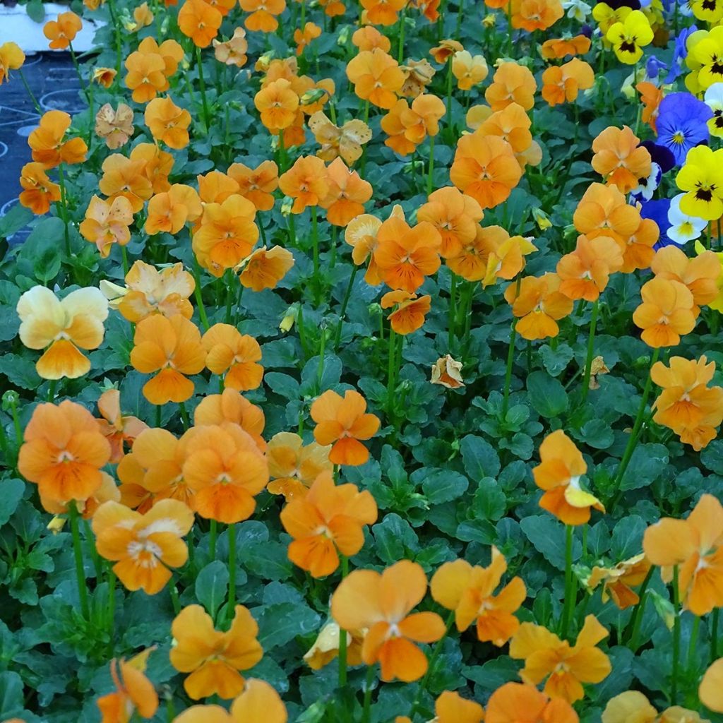 Viola cornuta F1 Penny Orange - Violeta