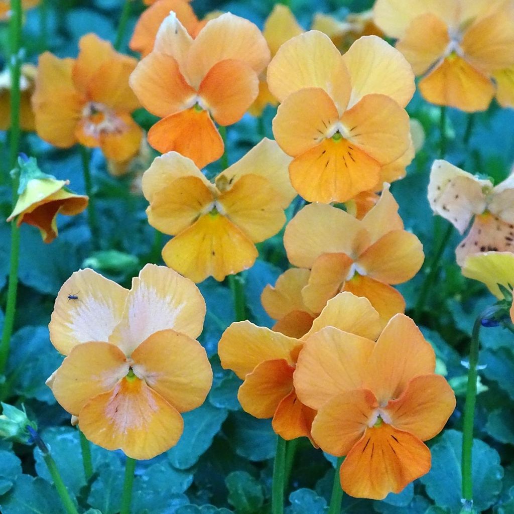Viola cornuta F1 Penny Orange - Violeta