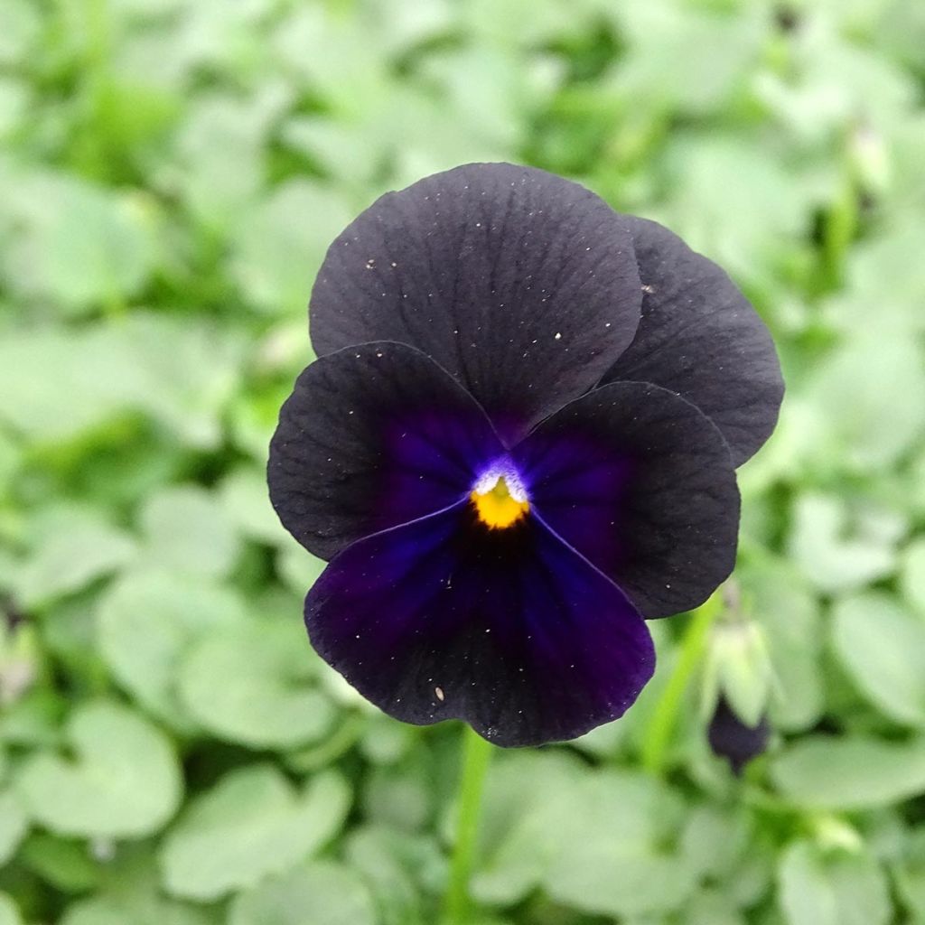 Viola cornuta F1 Sorbet Black Delight - Violeta