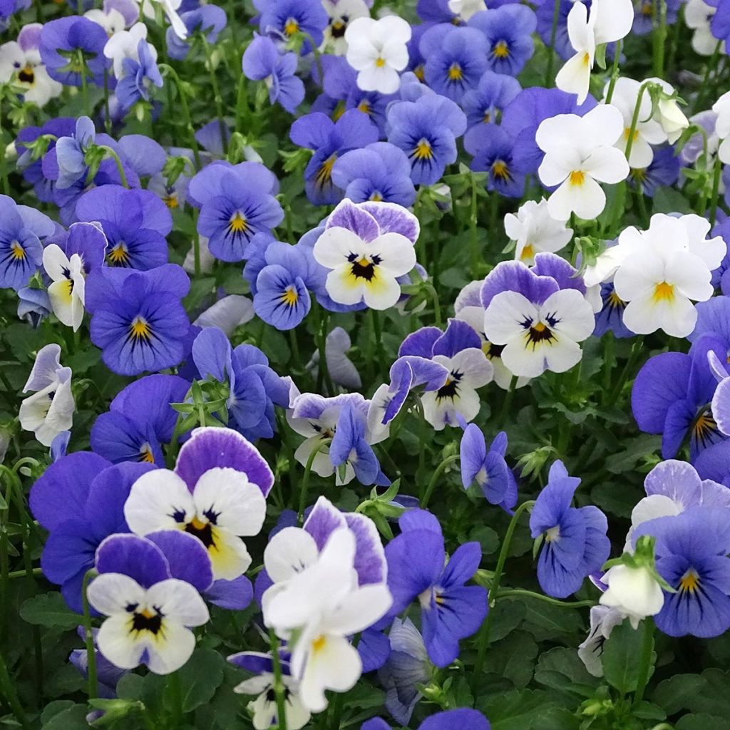 Viola cornuta Sorbet XP Blueberry Sundae - Violeta