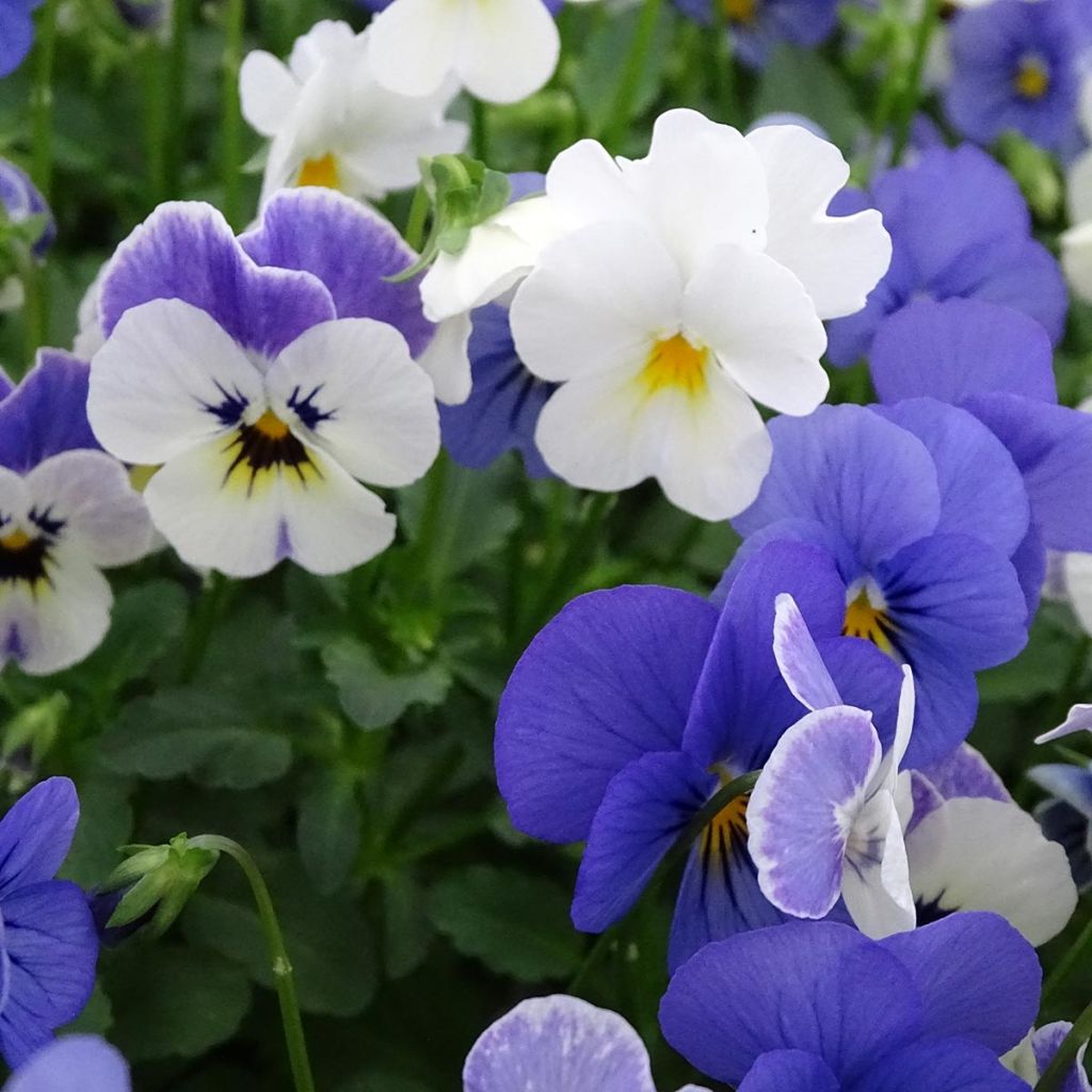 Viola cornuta Sorbet XP Blueberry Sundae - Violeta