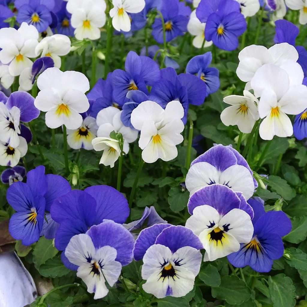 Viola cornuta Sorbet XP Blueberry Sundae - Violeta