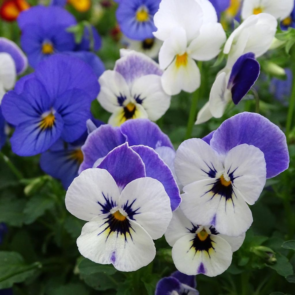 Viola cornuta Sorbet XP Blueberry Sundae - Violeta
