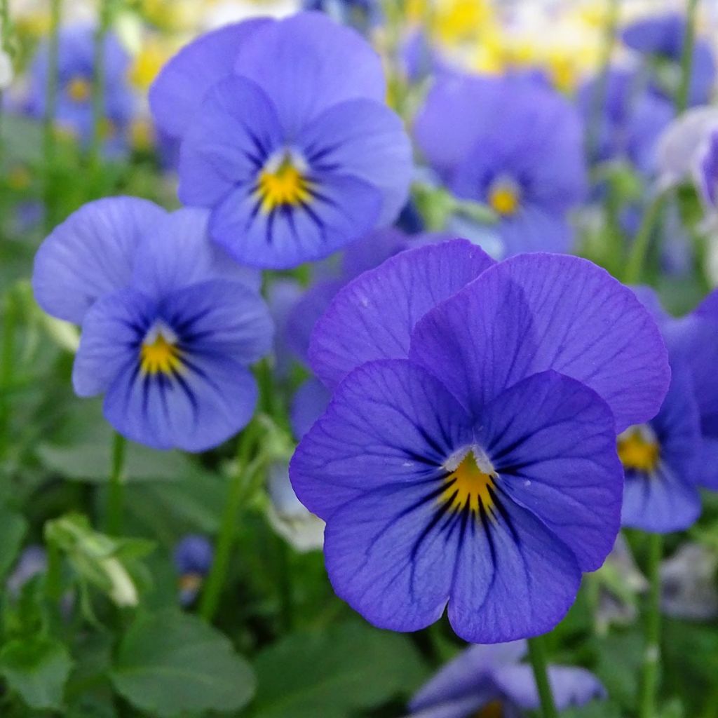 Viola cornuta Sorbet XP Blueberry Sundae - Violeta