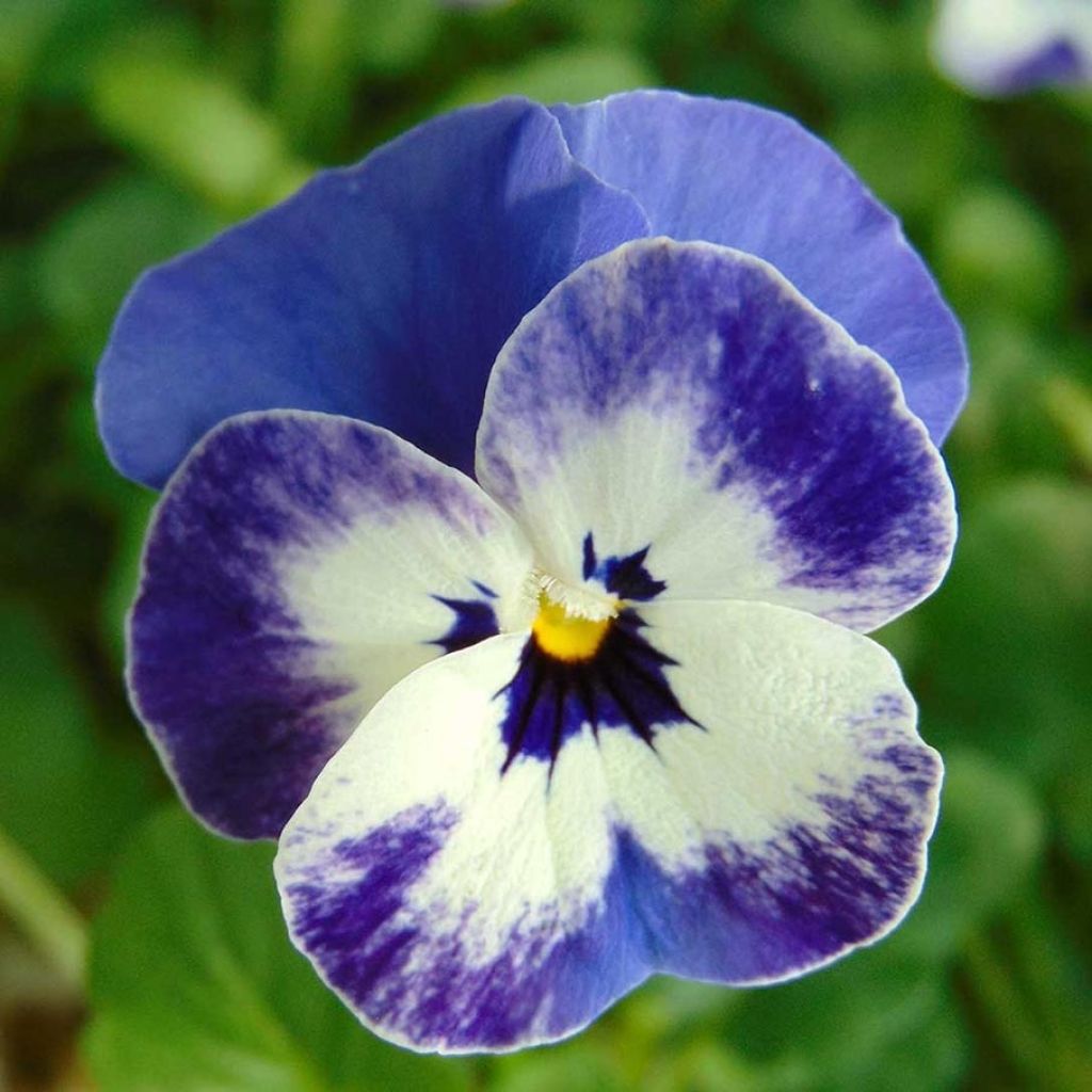 Viola cornuta Sorbet Delft Blue - Violeta
