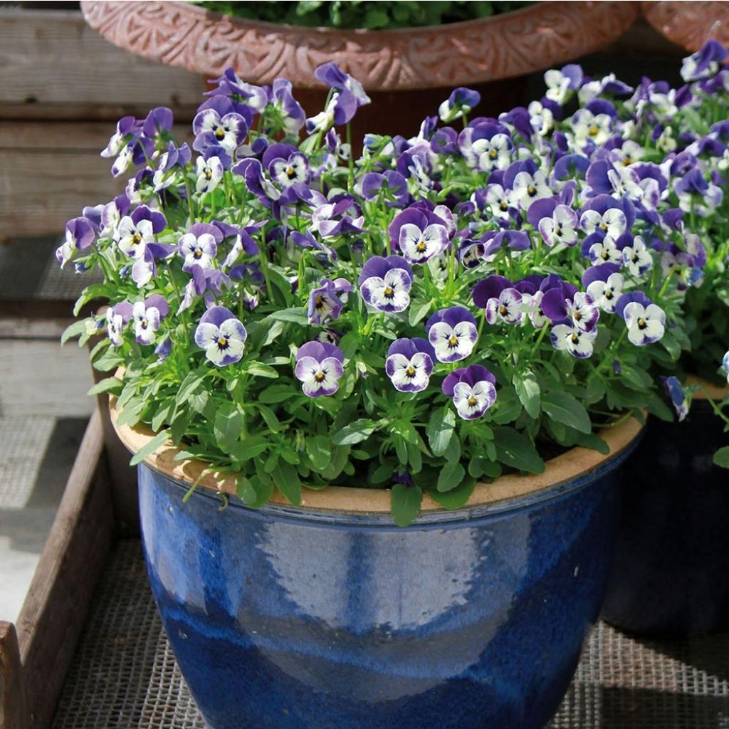 Viola cornuta Sorbet Delft Blue - Violeta