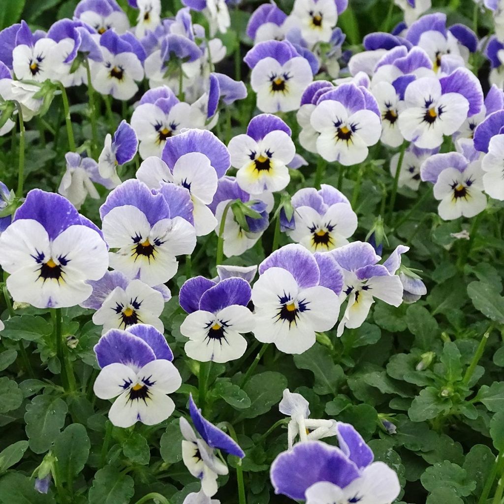Viola cornuta Sorbet Delft Blue - Violeta