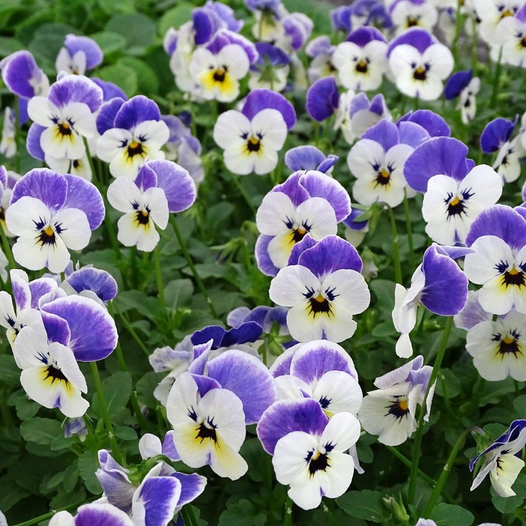 Viola cornuta Sorbet Delft Blue - Violeta