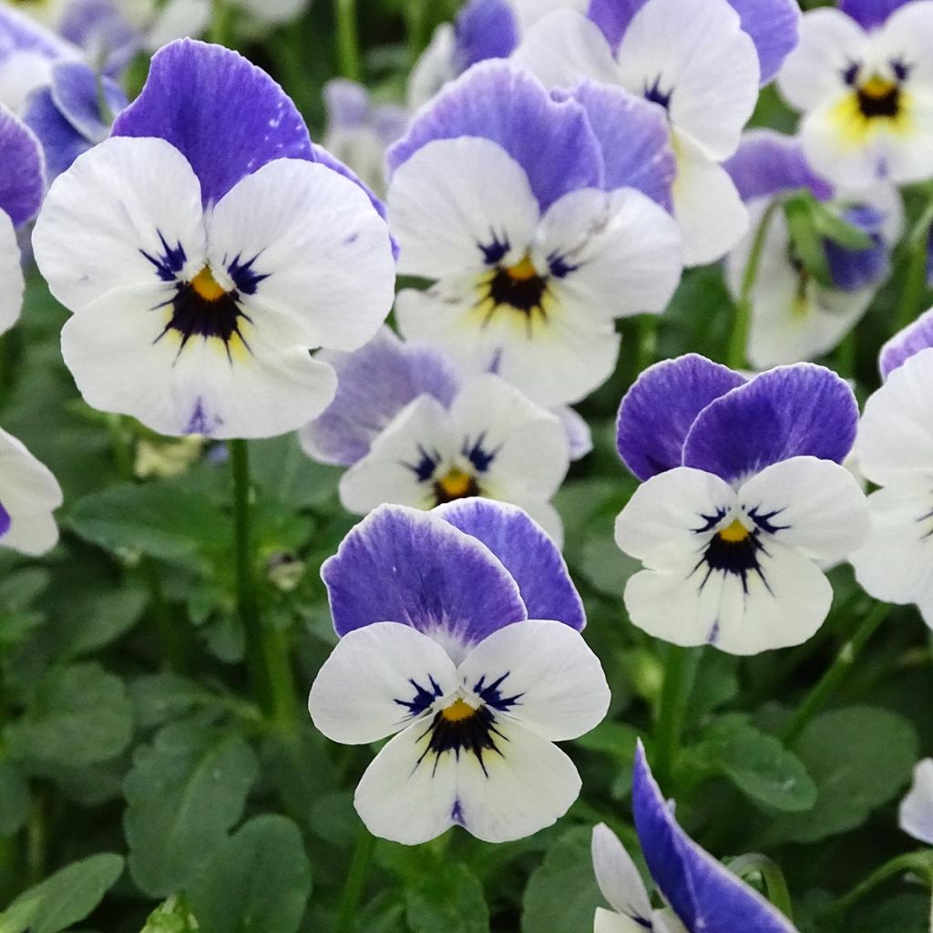 Viola cornuta Sorbet Delft Blue - Violeta