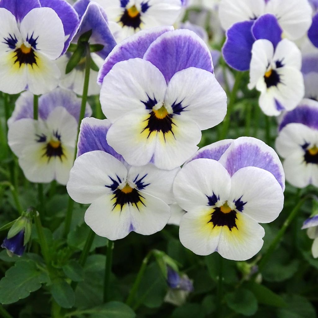 Viola cornuta Sorbet Delft Blue - Violeta