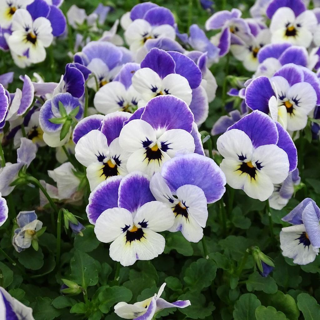 Viola cornuta Sorbet Delft Blue - Violeta