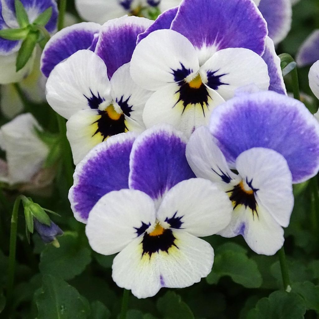 Viola cornuta Sorbet Delft Blue - Violeta
