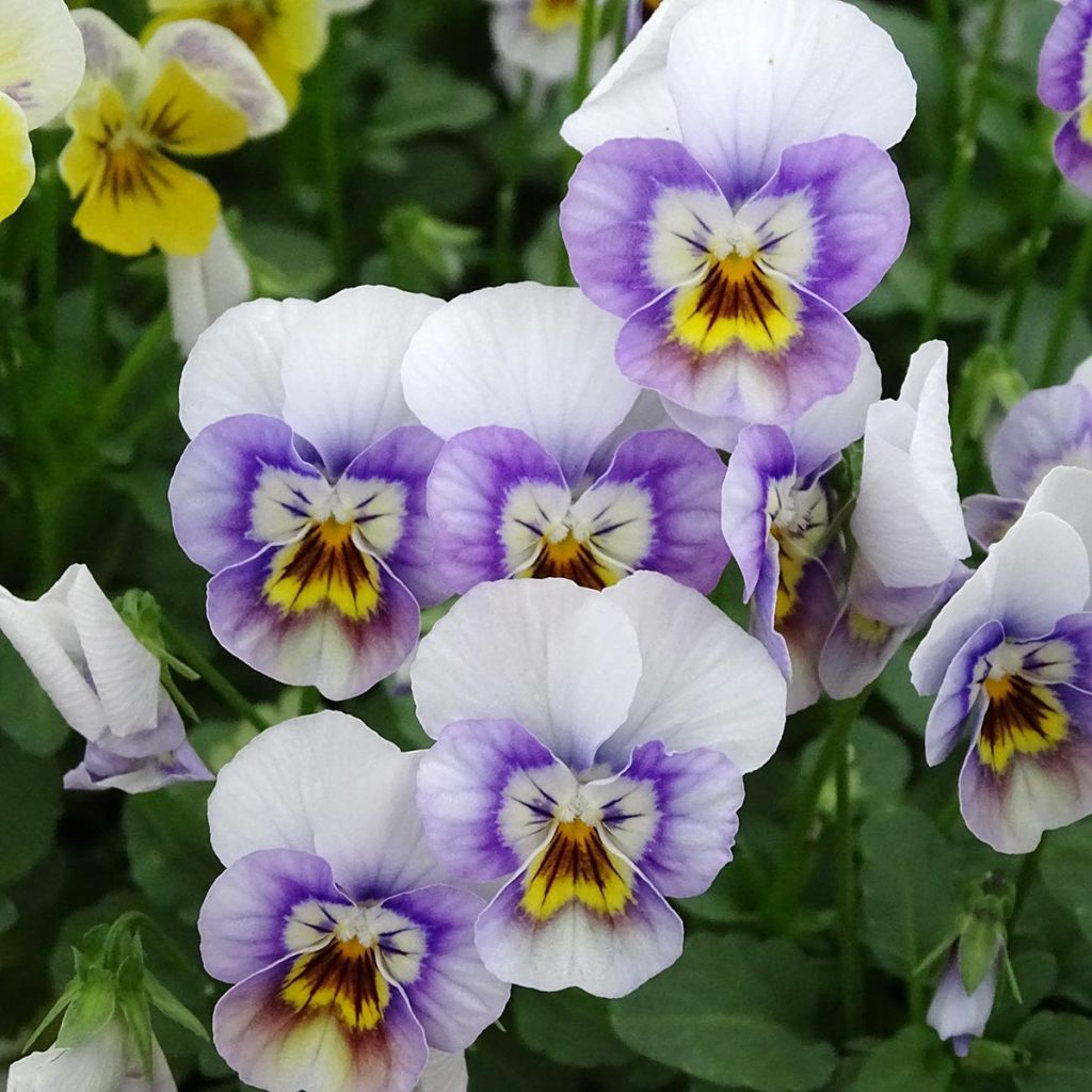 Viola cornuta Sorbet Xp Pink Halo - Violeta