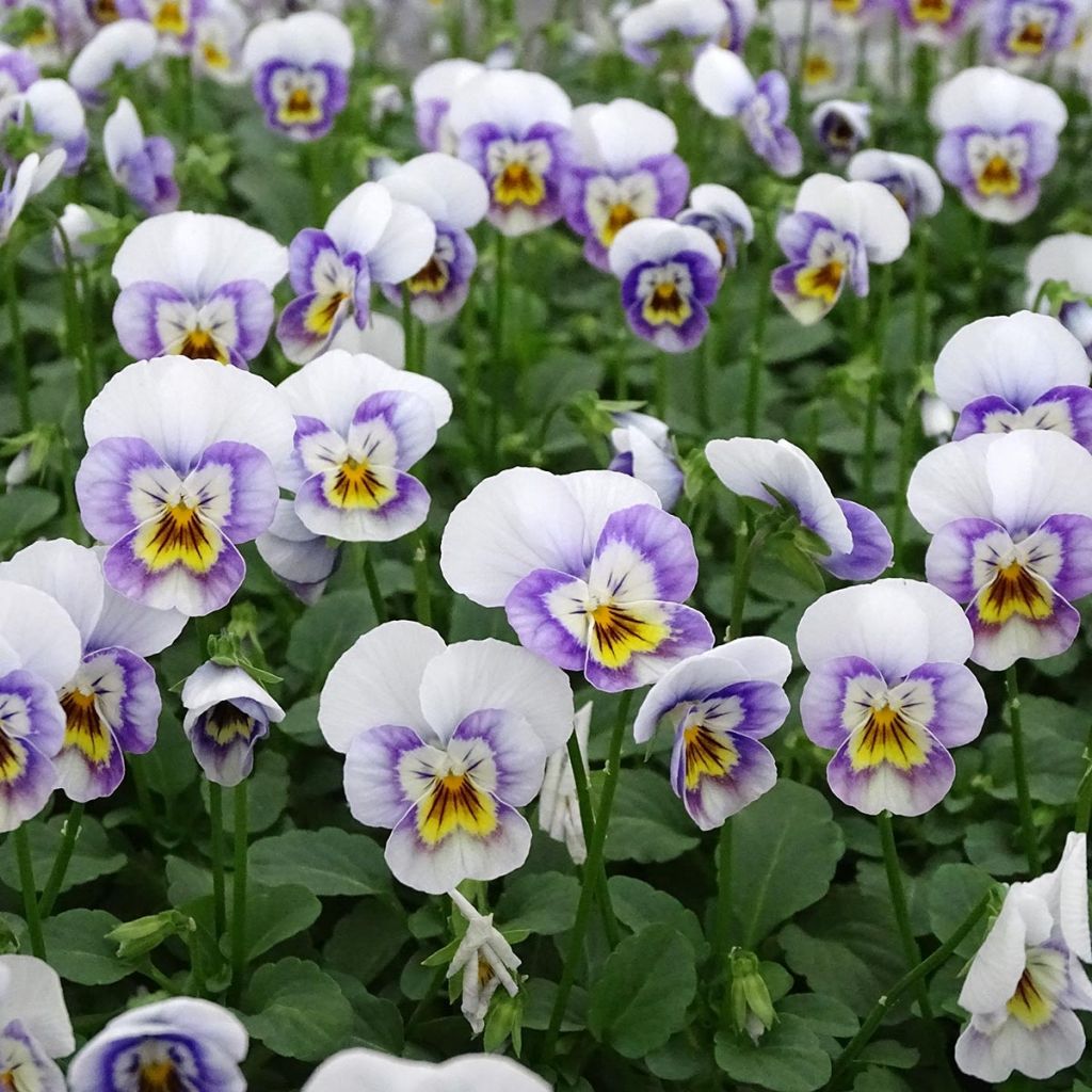 Viola cornuta Sorbet Xp Pink Halo - Violeta