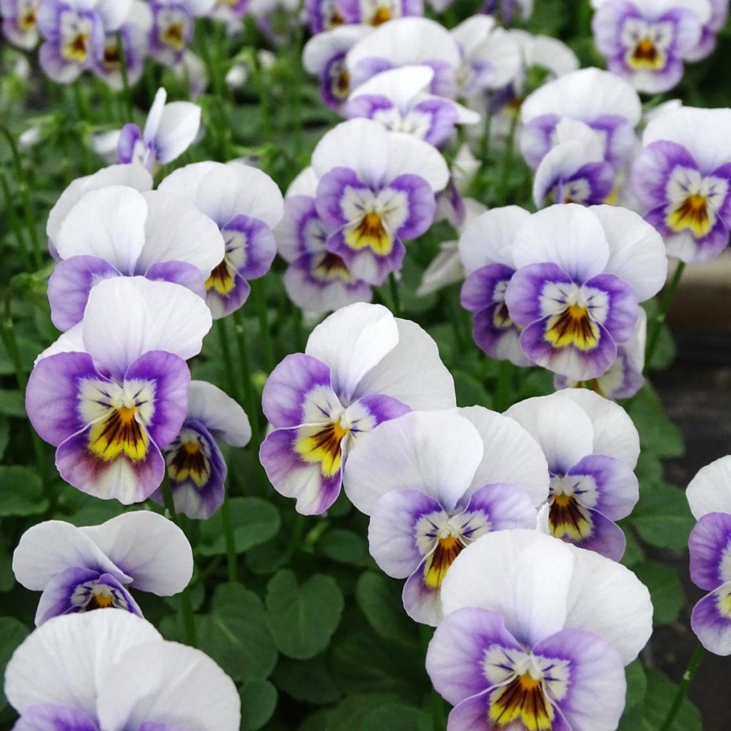 Viola cornuta Sorbet Xp Pink Halo - Violeta