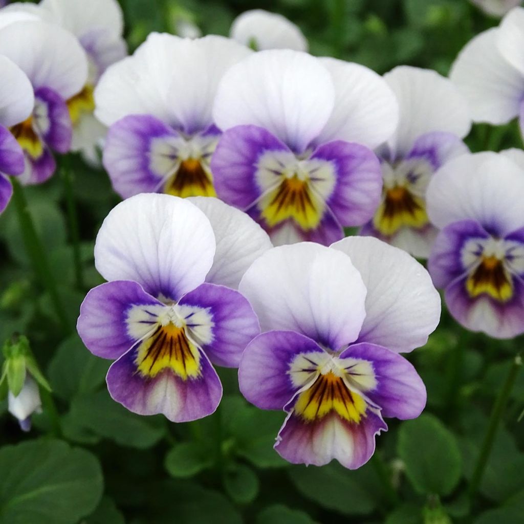 Viola cornuta Sorbet Xp Pink Halo - Violeta