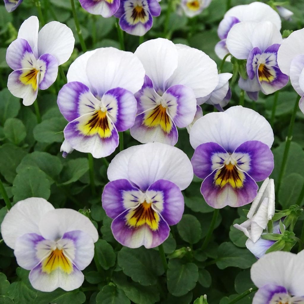 Viola cornuta Sorbet Xp Pink Halo - Violeta