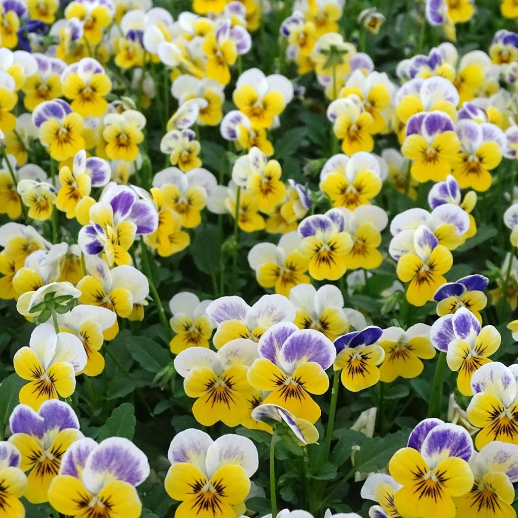 Viola cornuta Yellow Blue Jump-Up - Violeta