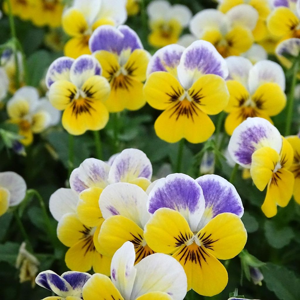 Viola cornuta Yellow Blue Jump-Up - Violeta