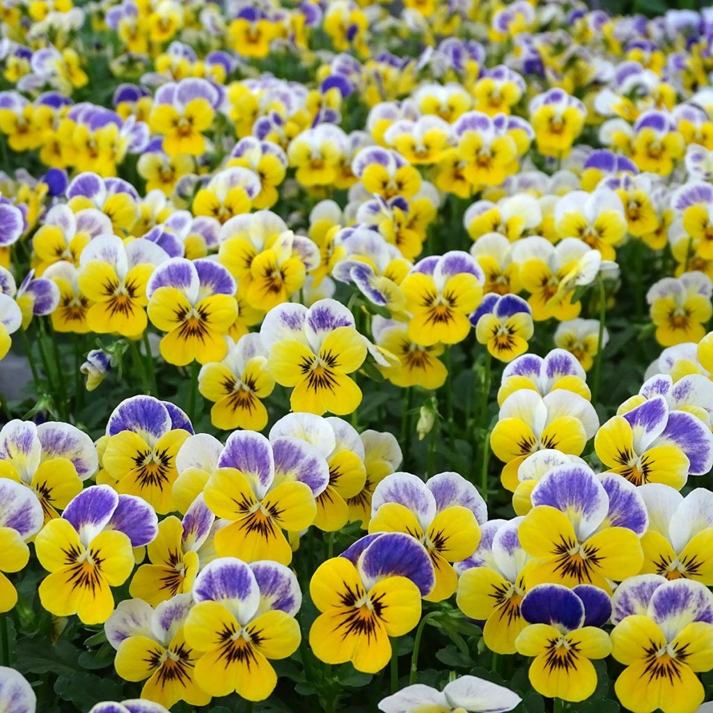 Viola cornuta Yellow Blue Jump-Up - Violeta