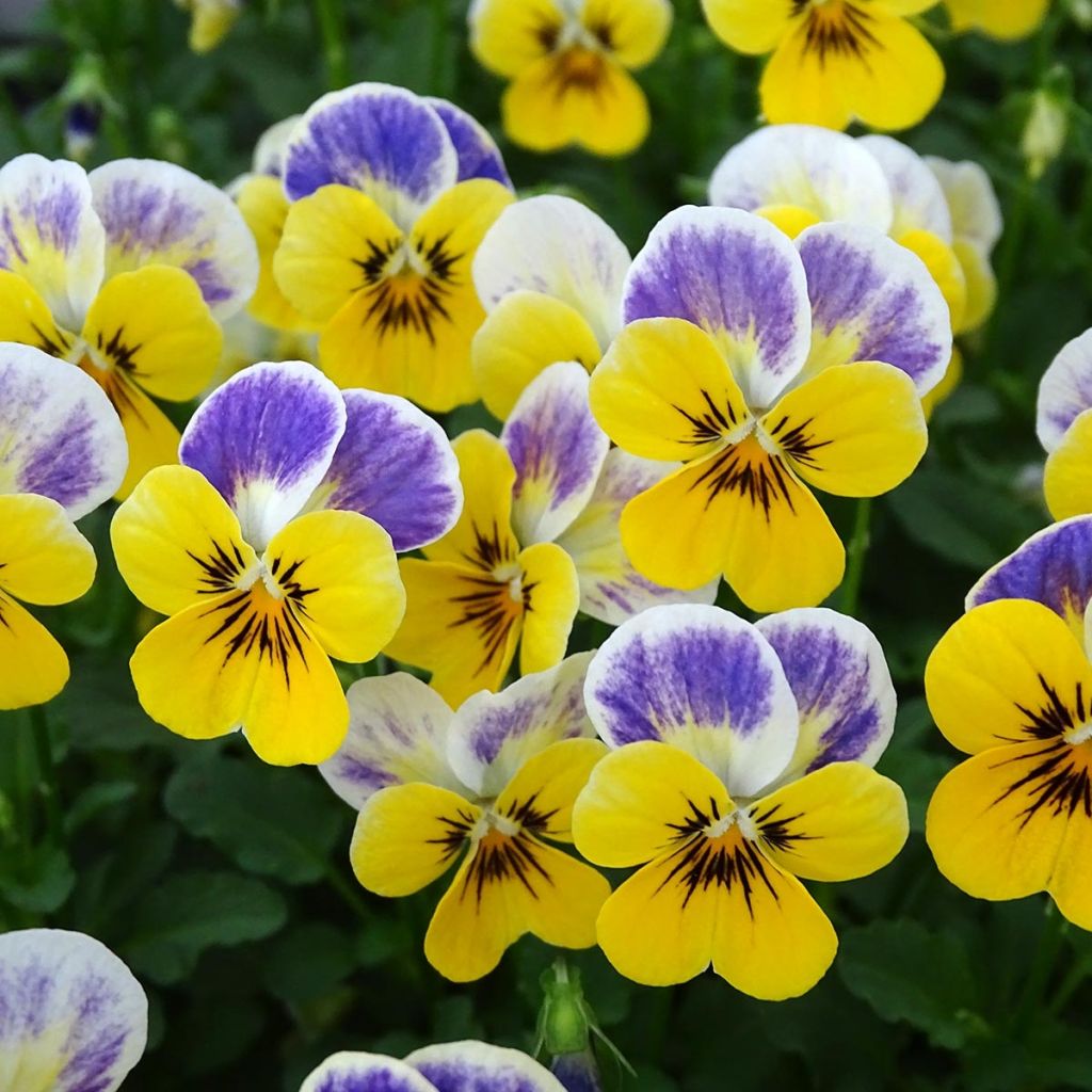 Viola cornuta Yellow Blue Jump-Up - Violeta