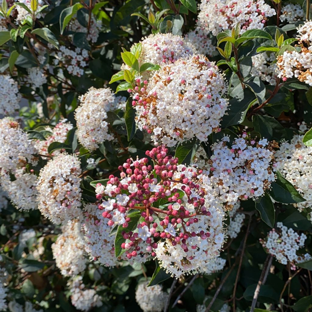 Durillo - Viburnum tinus