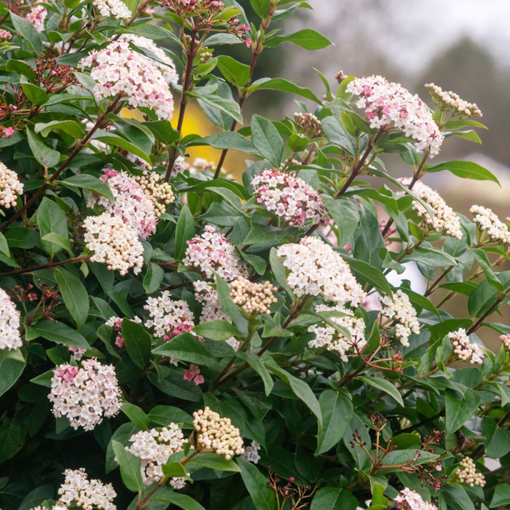 Durillo - Viburnum tinus